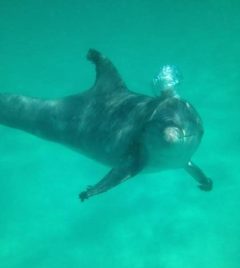 Dolphin-underwater-blowing-bubbles_aa2eecc2-5056-a36a-0b3839018b53be35.jpg