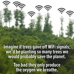 imagine-if-trees-gave-off-wifi-signals-wed-be-planting-60082794.jpg