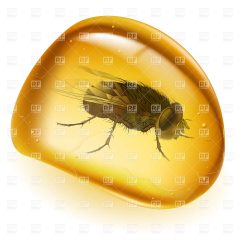 realistic-fly-inside-amber-piece-Download-Royalty-free-Vector-File-EPS-32271.jpg